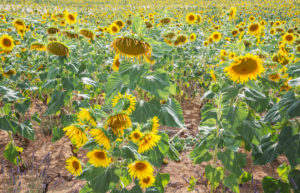 Sunflowers, Alpes de Haute Provence, Provence, France, Europe Sunflowers, Alpes de Haute Provence, Provence, France, Europe